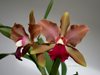 Cattleya 